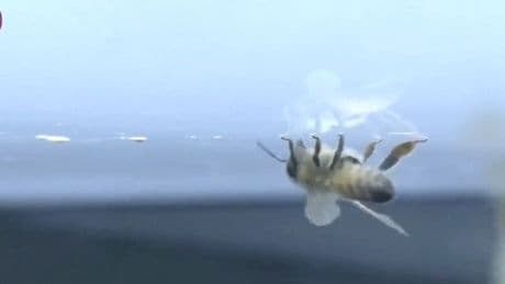 China develops cyborg bees to be used as military scouts or find disaster survivors