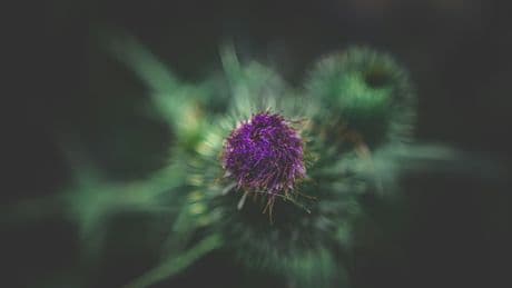 UK Gardeners Urged To Keep These 5 Weeds Alive In Autumn