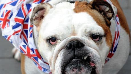 ‘Status symbol’ dog becomes the UK’s most expensive breed