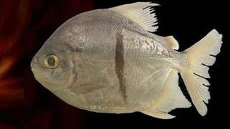 Encuentran una nueva especie de pez del Amazonas que desconcierta a los científicos: sus dientes son similares a los de los humanos
