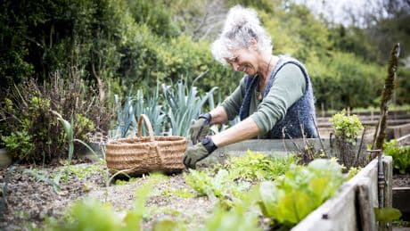 Ernte in Wochen statt Monaten: 7 schnell wachsende Gemüsesorten für Ihren Garten