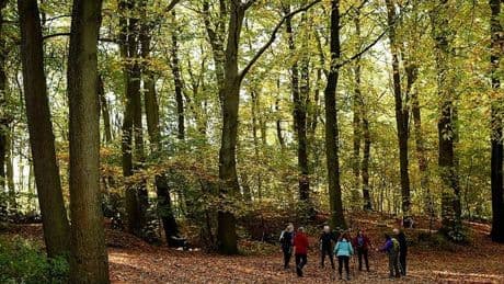 'Amazing' woodlands with cosy cabins perfect for 'unreal' hot tub holiday