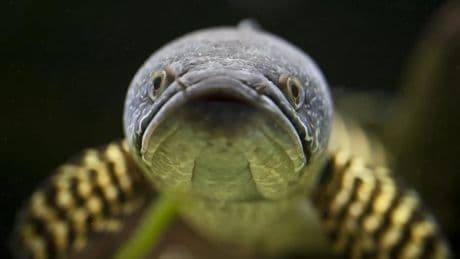 Un poisson à tête de serpent capable de respirer hors de l'eau envahit les États-Unis et menace la faune