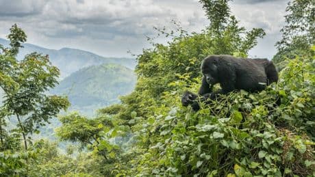 Einmal im Leben: Bei den Berggorillas