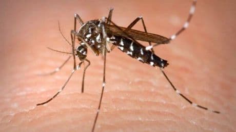 Virus dalle zanzare, da West Nile a Chikungunya e Dengue: differenze, sintomi e rischio. Come proteggersi