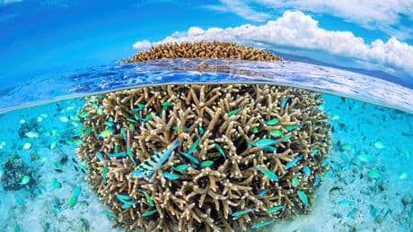 À Tatakoto, des coraux qui survivent à 34 °C intriguent les scientifiques
