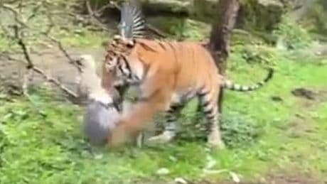 Vogel flog in Gehege - Zoo-Tiger frisst Zoo-Storch