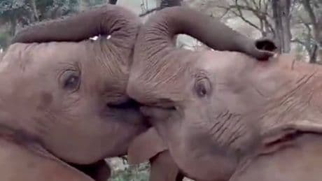 Zwei Elefantenbabys zeigen, was Liebe ist - Ein Kuss, der die Welt verzaubert