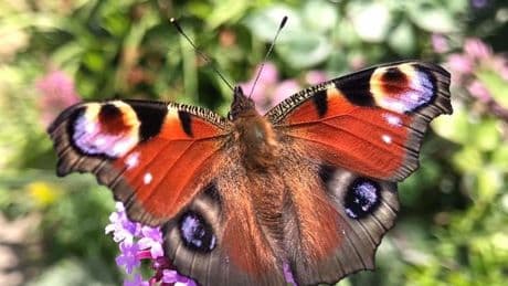 Bug-hunting and blooms galore at Allers Allotments open day