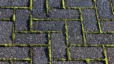 Rid moss from patios with two 'cheap items' you'll find in the cupboard