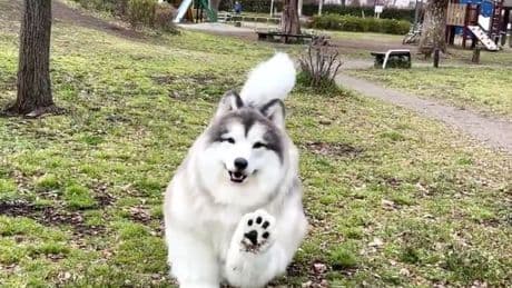 Man who lives in £12,000 dog suit could be forced to close 'human zoo'