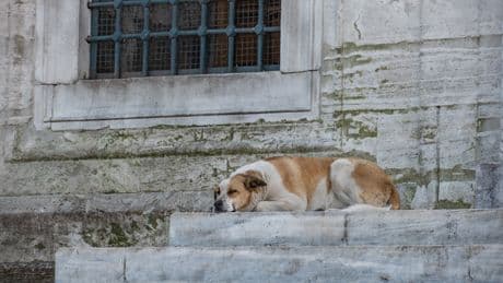 Türkiye'de 6.5 milyon sahipsiz köpek var!