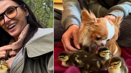 Demi Moore told 'this is not ok' as she divides fans after rescuing three ducklings