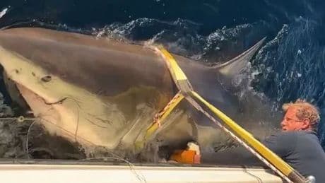 Urgent warning to tourists as world's biggest great white shark heads for holiday hotspot