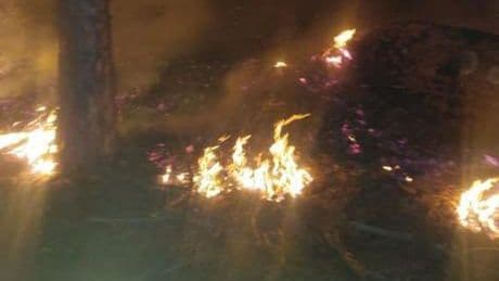 Muğla'da çıkan orman yangınına müdahale ediliyor