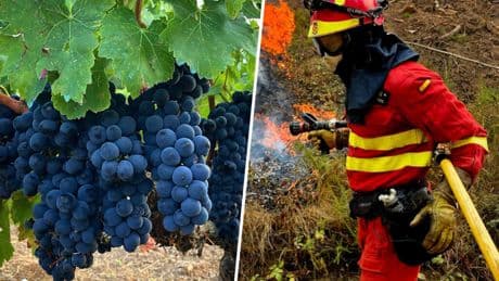 El drama de los incendios en Ourense es doble porque amenaza directamente a uno de sus grandes negocios: el vino
