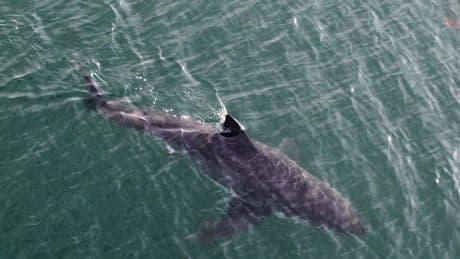 More great whites are visiting N.S. beaches. Is it time for a shark warning system like Cape Cod's?