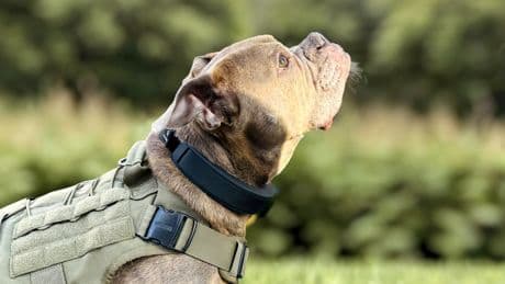 Smartwatch für Hund und Katze: Lebensretter fürs Haustier?