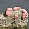 Americans told to destroy parasite-infested pink blobs invading Florida: 'Crush on sight'