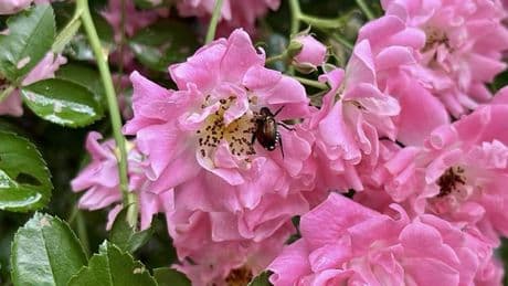 Nova Scotia gardeners, homeowners endure Japanese beetle infestations