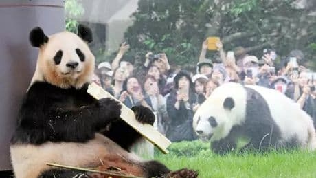 Thousands left weeping as China strips Japan of beloved pandas in bizarre move