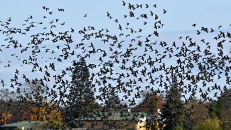 Vogelzug: Abflug oder nicht? Zugvögel immer öfter über Winter im Land