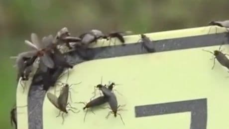Watch as millions of ‘lovebugs’ swarm hikers on South Korean mountain