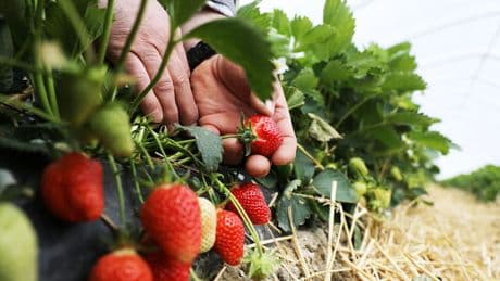 Start in die Erdbeersaison - So ernten Sie Erdbeeren im eigenen Garten