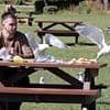 Gull La Carte! Dive-bombing seagulls in South Shields now targeting posh food and fine dining dishes