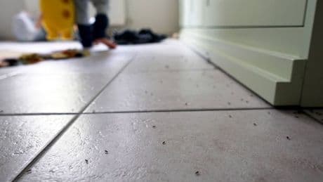 Pest controller reveals simple check that can stop ants 'invading your property'