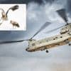 Natuurbeheerders vrezen paniek bij dieren door laagvliegende chinooks boven dit grote heidegebied