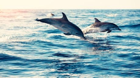 Einsamer Delfin sucht Nähe - ER ist der letzte seiner Art