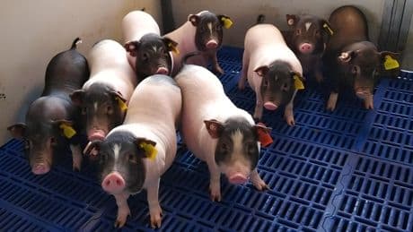 El primer trasplante de un pulmón animal en el pecho de una persona funciona durante nueve días