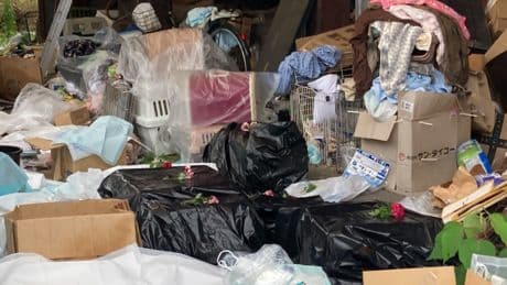 Kedi koruma gönüllüsünün evinde dehşet: Yüzden fazlası ölü bulundu