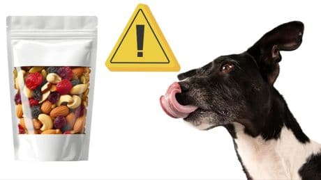 ¿Pueden comer frutos secos y mantequilla de cacahuete los perros? Todo lo que hay que saber al respecto