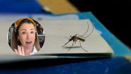 “Si te fríen los mosquitos en verano tienes que conocer esta planta”: el remedio definitivo y natural de una experta del hogar contra las picaduras, natural y fácil de cuidar