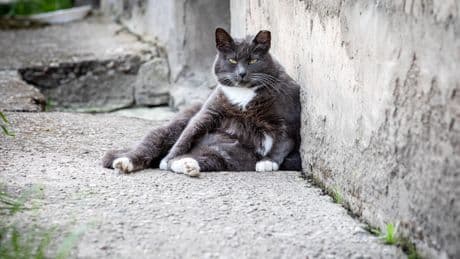 Anatomische Besonderheit: Katzen haben einen kleinen Schwabbelbauch – weil sie ihn brauchen