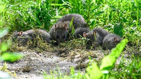 Rats 'sprint in opposite direction' when they smell common household item