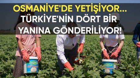 Osmaniye'de üretiliyor, Türkiye'nin dört bir yanına gönderiliyor: 5 bin 600 ton üretim yapılıyor
