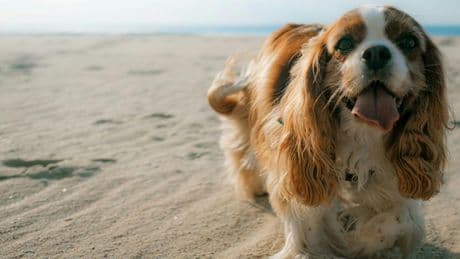 Cómo proteger a tu perro del calor del verano