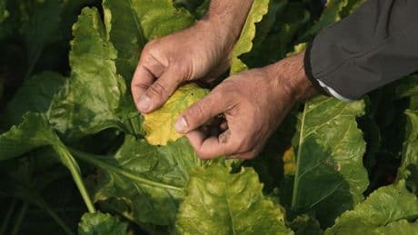 La raison pour laquelle les betteraviers défendent la réintroduction de certains néonicotinoïdes, prévue par la loi Duplomb : la jaunisse