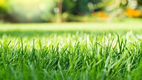 Garden grass will grow greener and thicker by using one 'essential' kitchen scrap