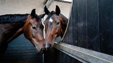 Ook paarden moeten scharrelen, maar veel maneges weten niet hoe