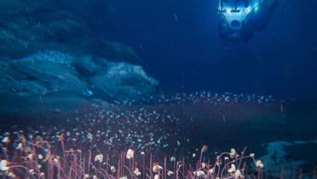 Wetenschappers ontdekken nieuwe diersoorten op bodem van Stille Oceaan: ’Wat we zagen was verbazingwekkend’
