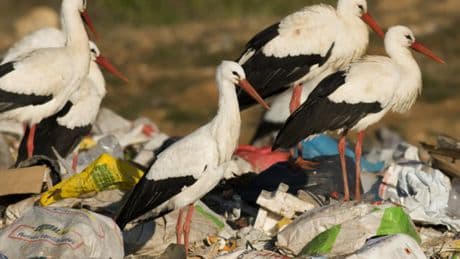 Dos de cada tres cigüeñas son víctimas del plástico
