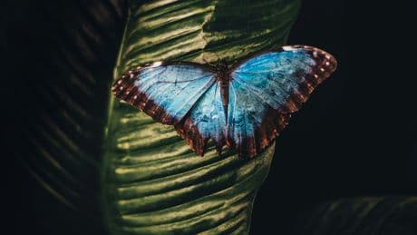 Comment les ailes bleues d'un papillon tropical pourraient aider à détecter certains cancers