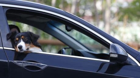 La DGT advierte sobre dos sistemas nada seguros si viajas con tu perro en coche