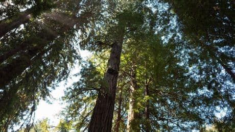 Most Americans Believe Trees Benefit Mental Wellbeing, Survey Finds