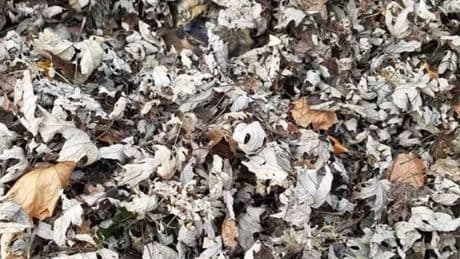 Only those with the very best eyesight can spot the kitten hiding in the leaves