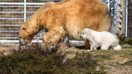 UK’s oldest polar bear is euthanised after bringing ‘joy’ to thousands